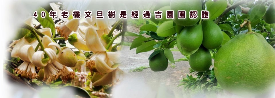 海源農場~苗栗西湖文旦柚